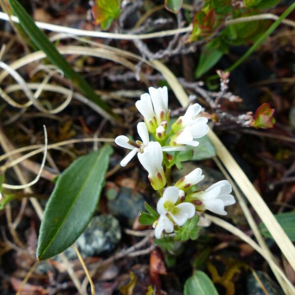 Cardamine resedifolia 花