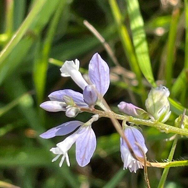 Polygala serpyllifolia Kwiat