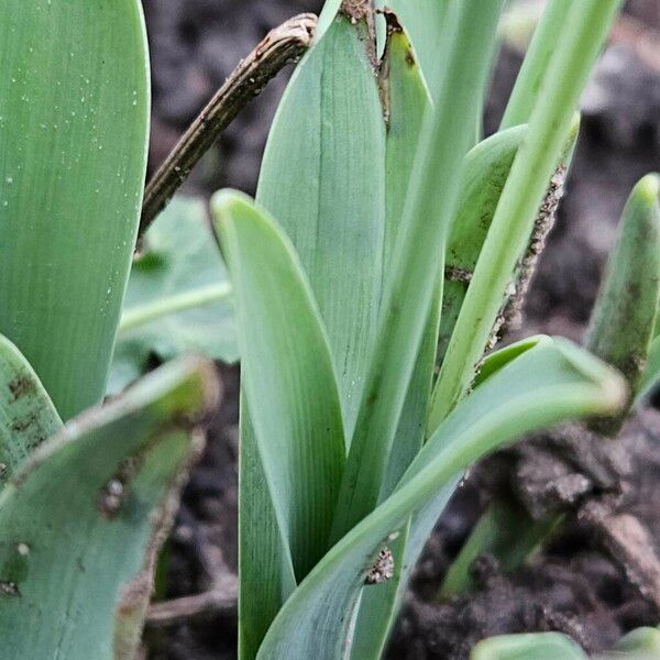 Galanthus elwesii 葉