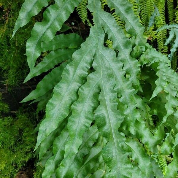 Phlebodium pseudoaureum Feuille