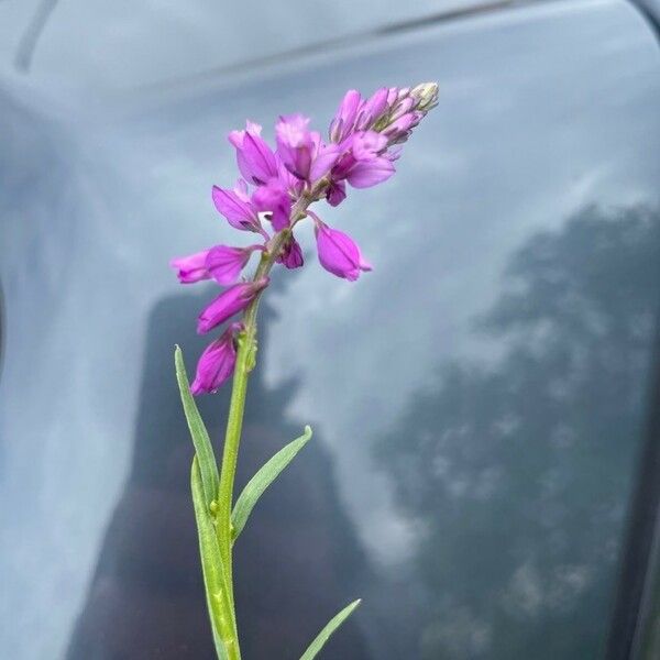 Polygala comosa Blüte