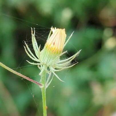 Tolpis barbata फूल