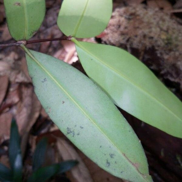 Mouriri huberi Blad