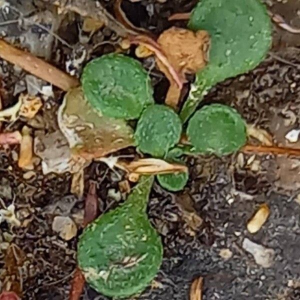 Bellium bellidioides Leaf