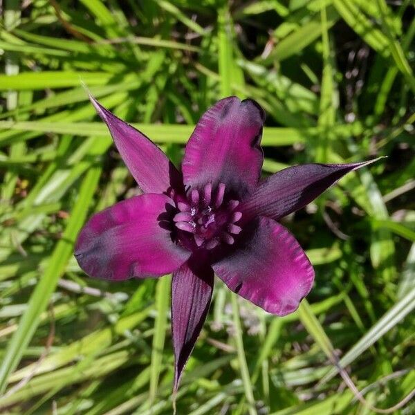 Barbacenia purpurea Flower