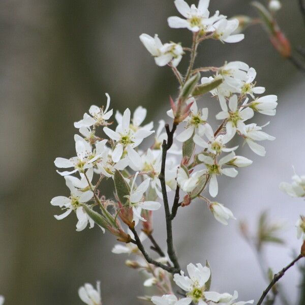 Amelanchier arborea Blodyn