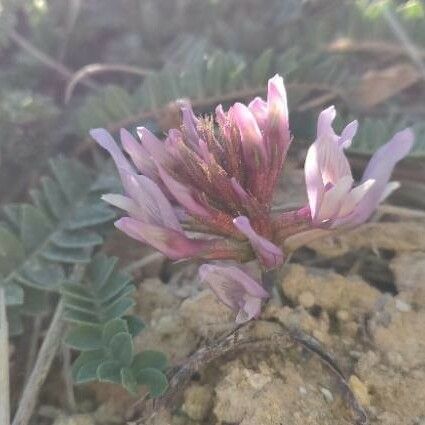 Astragalus monspessulanus Flower