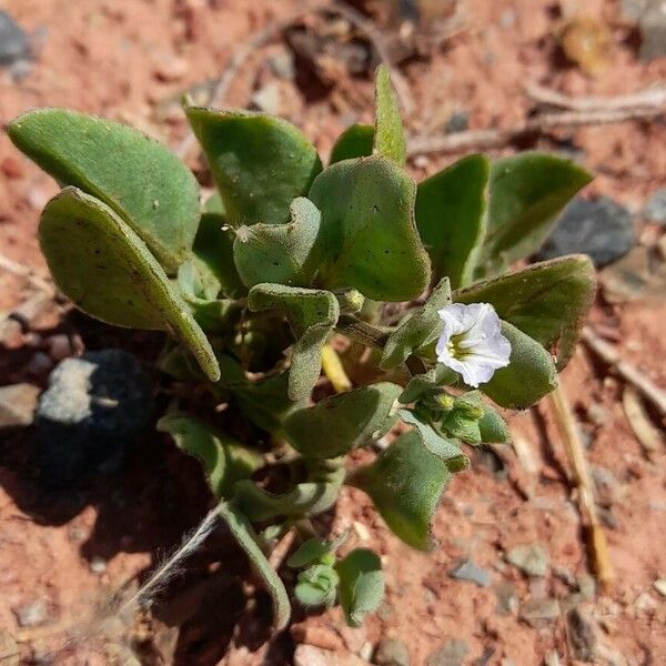 Sclerophylax ruiz-lealii