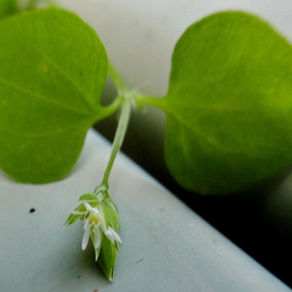 Stellaria media Leht