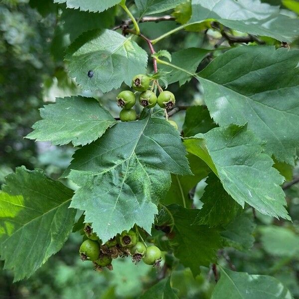 Crataegus douglasii Gyümölcs