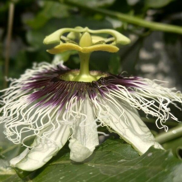 Passiflora foetida Blüte