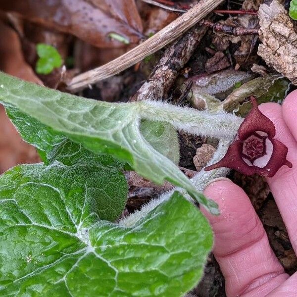 Asarum canadense Квітка