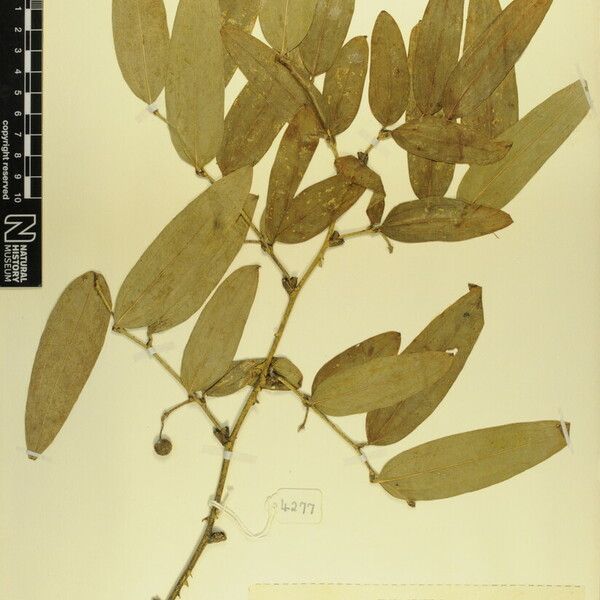 Smilax ferox Other