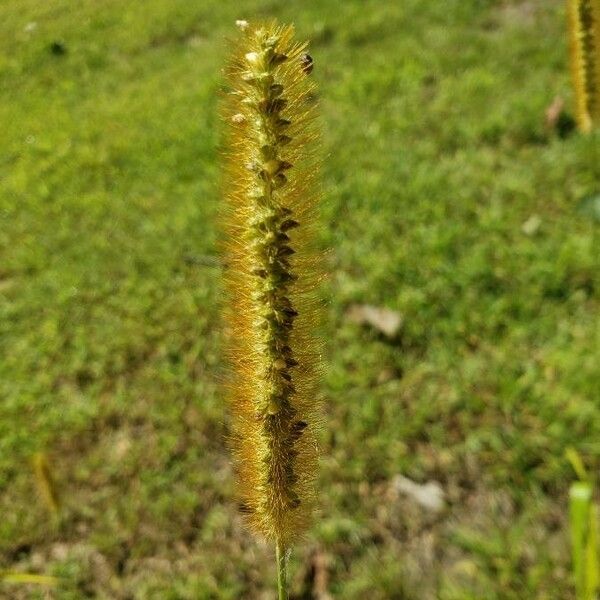 Setaria pumila Fruit