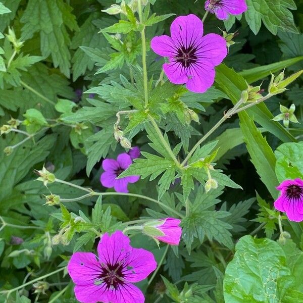 Geranium psilostemon পাতা