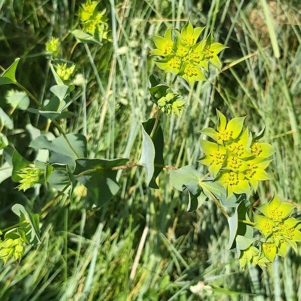 Bupleurum rotundifolium ᱵᱟᱦᱟ