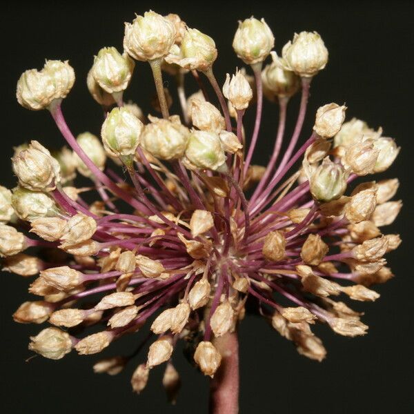Allium atroviolaceum x Allium polyanthum Blomma