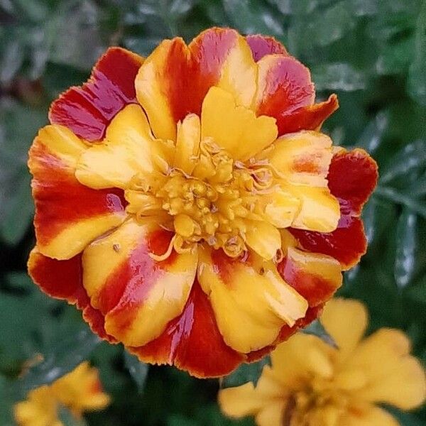 Tagetes patula Flor