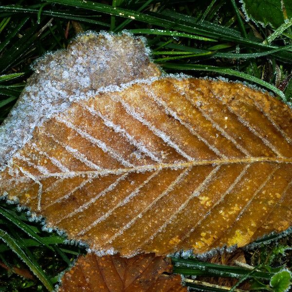 Carpinus cordata Leaf