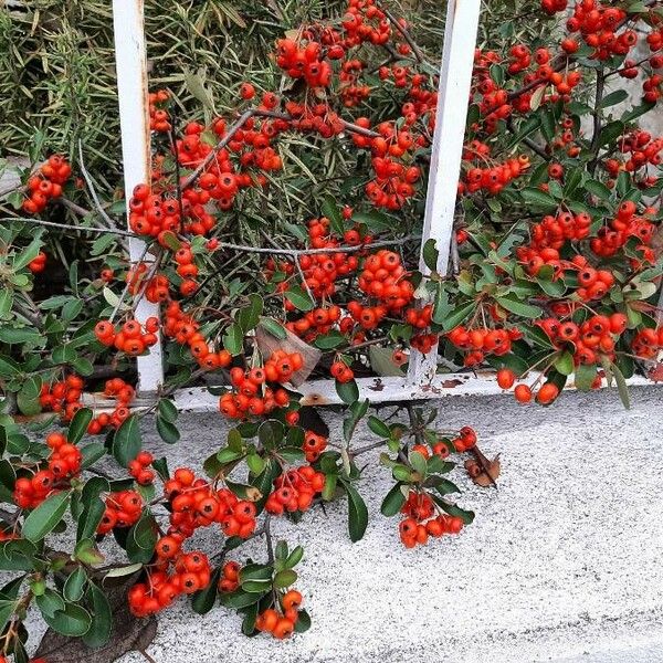 Pyracantha coccinea Froito