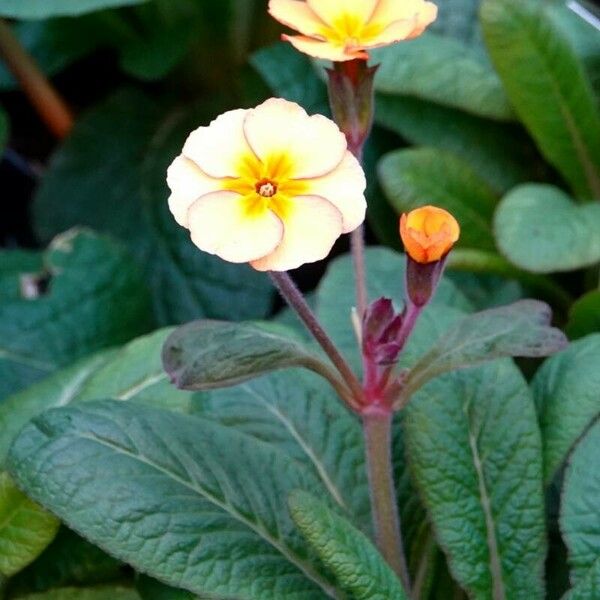 Primula × polyantha Õis