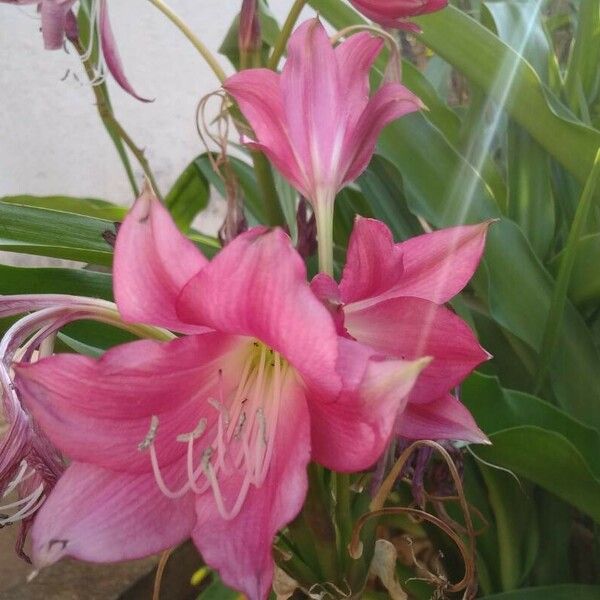 Crinum bulbispermum Fleur