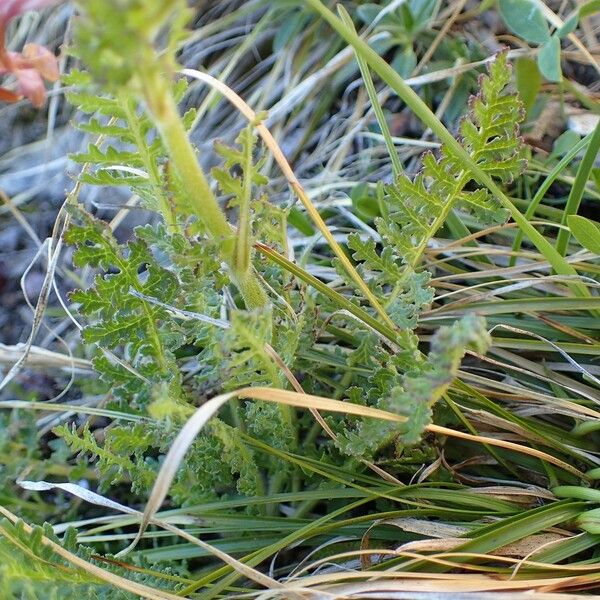 Pedicularis gyroflexa Habit