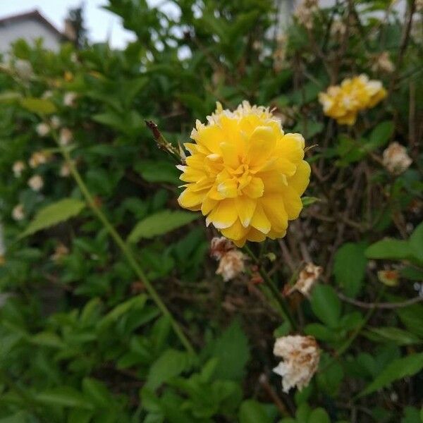 Kerria japonica Flor