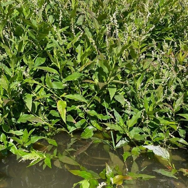 Persicaria punctata Flor