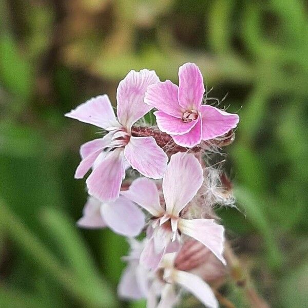 Silene gallica Kwiat