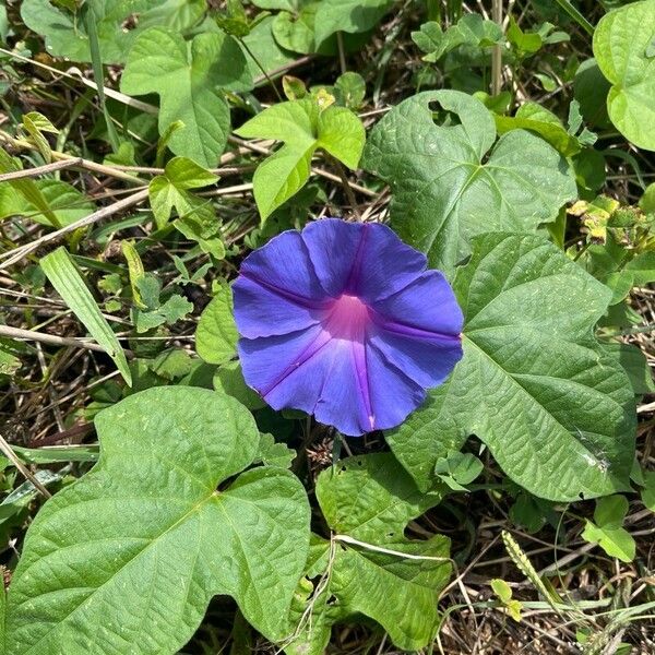 Ipomoea indica 花