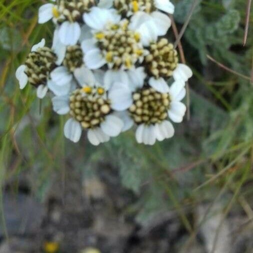 Achillea atrata Blomst