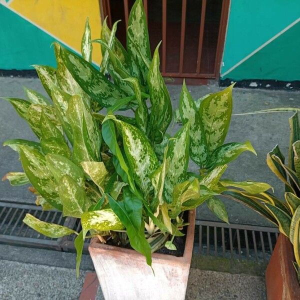 Aglaonema commutatum ᱥᱟᱠᱟᱢ