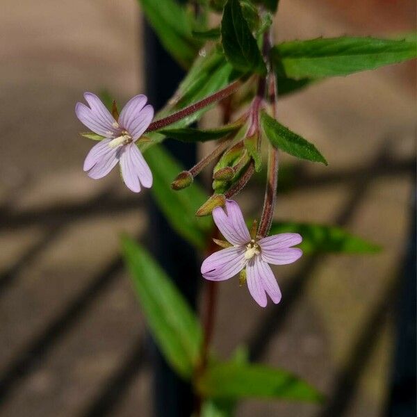 Epilobium ciliatum Floare