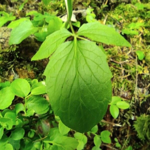 Valeriana tripteris Blatt