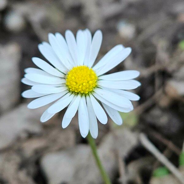 Bellis annua Flor