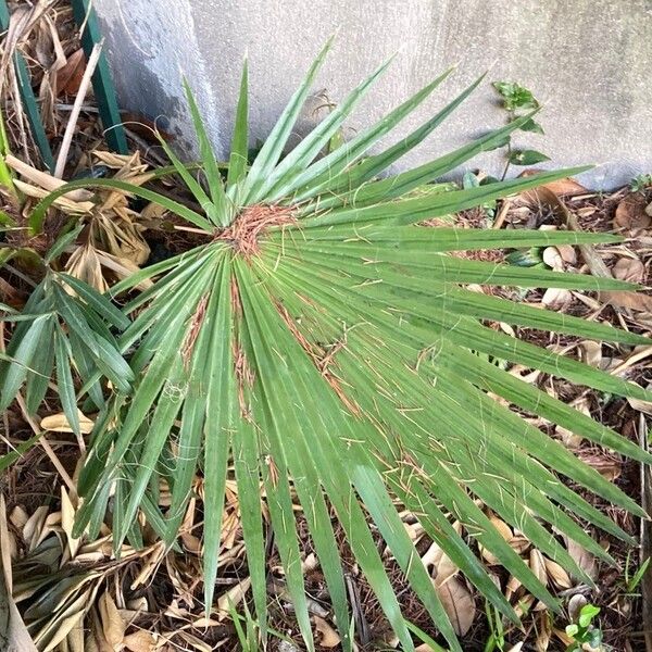 Washingtonia robusta Blatt