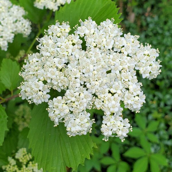 Viburnum dentatum Flower