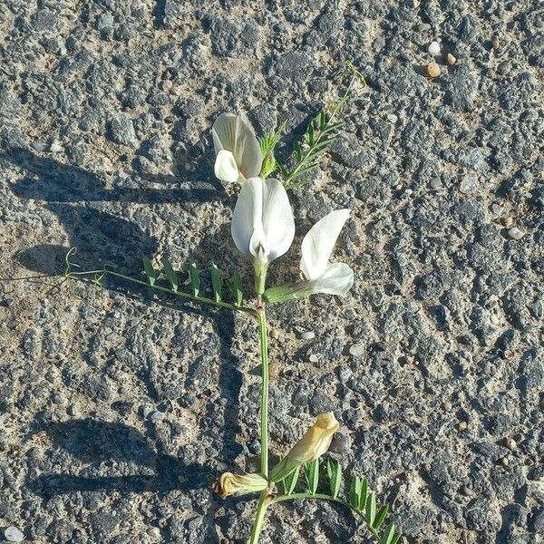 Vicia grandiflora Λουλούδι