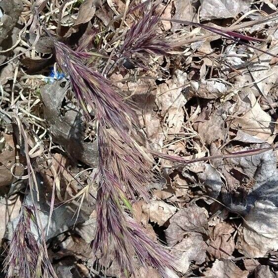 Bromus rubens Natur