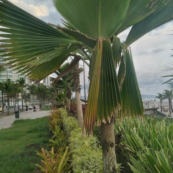 Pritchardia pacifica Leaf