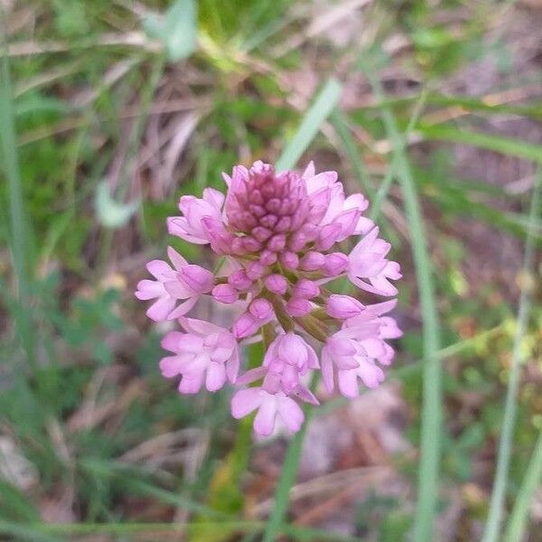 Anacamptis pyramidalis Кветка