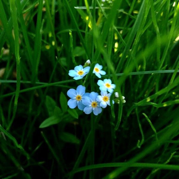 Myosotis scorpioides പുഷ്പം