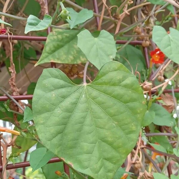Ipomoea hederifolia Foglia