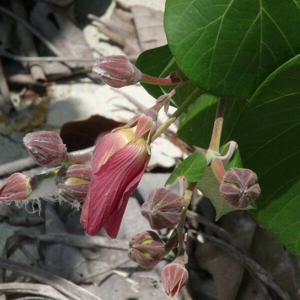 Talipariti tiliaceum 花