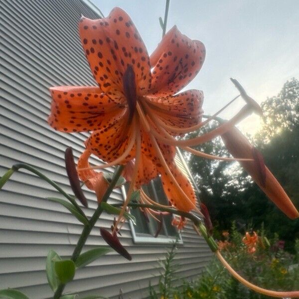 Lilium lancifolium Fiore