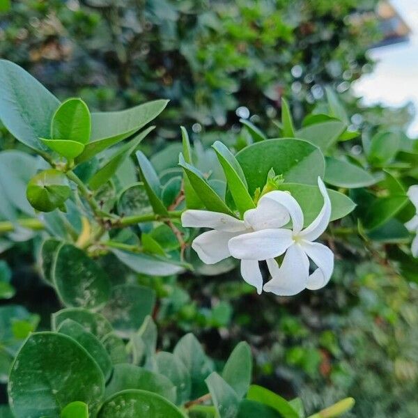 Carissa macrocarpa Floare