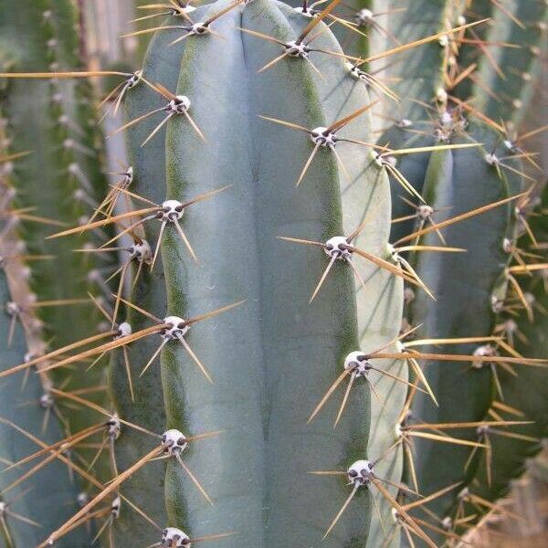 Cereus hildmannianus Ліст