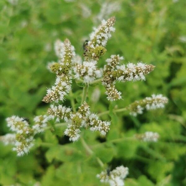 Mentha suaveolens Flower