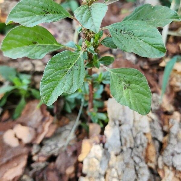 Amaranthus graecizans ശീലം